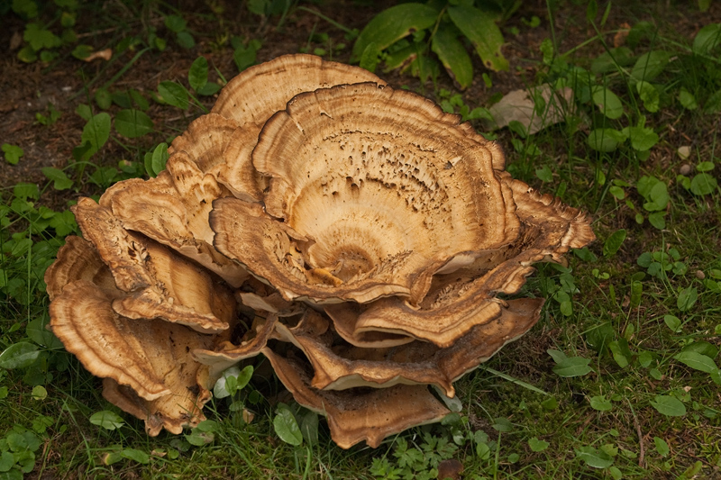 Meripilus giganteus Reuzenzwam Giant Mushroom